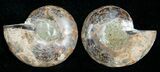 Small Desmoceras Ammonite Pair #5316-1